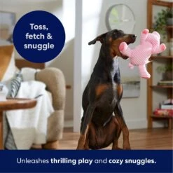 Frisco Corduroy Plush Squeaking Pig Dog Toy -Chewy 152832 PT4. AC SS1800 V1695671001