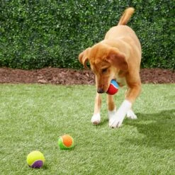 Frisco Fetch Squeaking Colorful Tennis Ball Dog Toy -Chewy 152846 PT6. AC SS1800 V1691776651