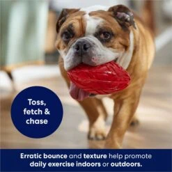 Frisco Football TPR Squeaky Dog Toy -Chewy 154412 PT3. AC SS1800 V1686578718