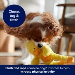 Frisco Duck Plush With Inside Rope Squeaky Dog Toy 12 Frisco Duck Plush With Inside Rope Squeaky Dog Toy -Chewy 174723 PT4. AC SS1800 V1695671059