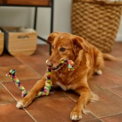 Frisco 4-Knot Tri-Color Rope Dog Toy 7 Frisco 4-Knot Tri-Color Rope Dog Toy -Chewy 242139 PT2. AC SS1800 V1605208764