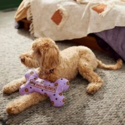 Frisco Halloween My First Halloween Bone Reversible Plush Squeaky Dog Toy 11 Frisco Halloween My First Halloween Bone Reversible Plush Squeaky Dog Toy -Chewy 270452 PT3. AC SS1800 V1624817314