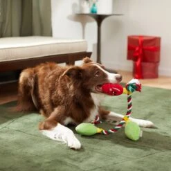 Frisco Holiday Lights Plush With Rope Squeaky Dog Toy 9 Frisco Holiday Lights Plush With Rope Squeaky Dog Toy -Chewy 287109 PT3. AC SS1800 V1632775707