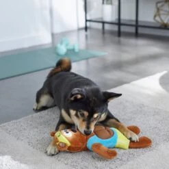 Frisco Fitness Bear Reversible Plush Squeaky Dog Toy -Chewy 288897 PT3. AC SS1800 V1638291713