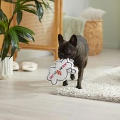 Frisco Brunch Word Bubble Plush Squeaky Dog Toy 9 Frisco Brunch Word Bubble Plush Squeaky Dog Toy -Chewy 297286 PT3. AC SS1800 V1642087915