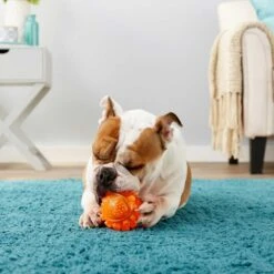 Frisco Fetch Squeaky TPR Ball Dog Toy & Bones & Chews Pig Ear Chews Dog Treats -Chewy 297964 PT3. AC SS1800 V1623252759