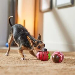 Frisco Valentine Chocolate Covered Strawberries Latex Squeaky Dog Toy 8 Frisco Valentine Chocolate Covered Strawberries Latex Squeaky Dog Toy -Chewy 298923 PT3. AC SS1800 V1701365172