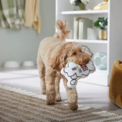 Frisco St. Patrick's Thought Bubble Reversible Plush Squeaky Dog Toy -Chewy 303134 PT4. AC SS1800 V1702500565