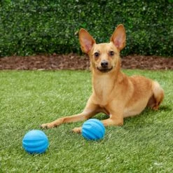 Frisco Neoprene Dog Life Jacket & Frisco Foam Rubber Floating Fetch Ball No Squeak Dog Toy -Chewy 303480 PT7. AC SS1800 V1623064950