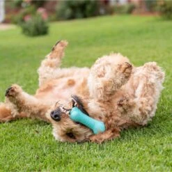 Frisco Fetch Squeaking Colorful Tennis Ball Dog Toy & Playology Scented Dual Layer Bone Dog Toy -Chewy 319022 PT6. AC SS1800 V1630561003