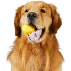 Frisco Fetch Squeaking Colorful Tennis Ball Dog Toy & Project Hive Pet Company Ball Dog Toy -Chewy 319024 PT5. AC SS1800 V1630560973