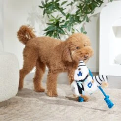 Frisco Dad Gnome Plush With Rope Dog Toy -Chewy 327053 PT3. AC SS1800 V1648667286