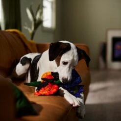 Frisco Halloween Bouquet Plush Squeaky Dog Toy -Chewy 344018 PT3. AC SS1800 V1657657031