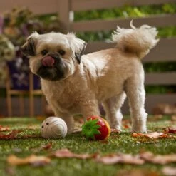 Frisco Halloween Chocolate Covered Strawberries Latex Squeaky Dog Toy -Chewy 344043 PT3. AC SS1800 V1657657031