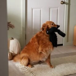 Frisco Halloween Crow Plush Squeaky Dog Toy -Chewy 344156 PT3. AC SS1800 V1657657048