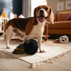 Frisco Halloween Succulents Plush Squeaky Dog Toy 9 Frisco Halloween Succulents Plush Squeaky Dog Toy -Chewy 344164 PT3. AC SS1800 V1657657049