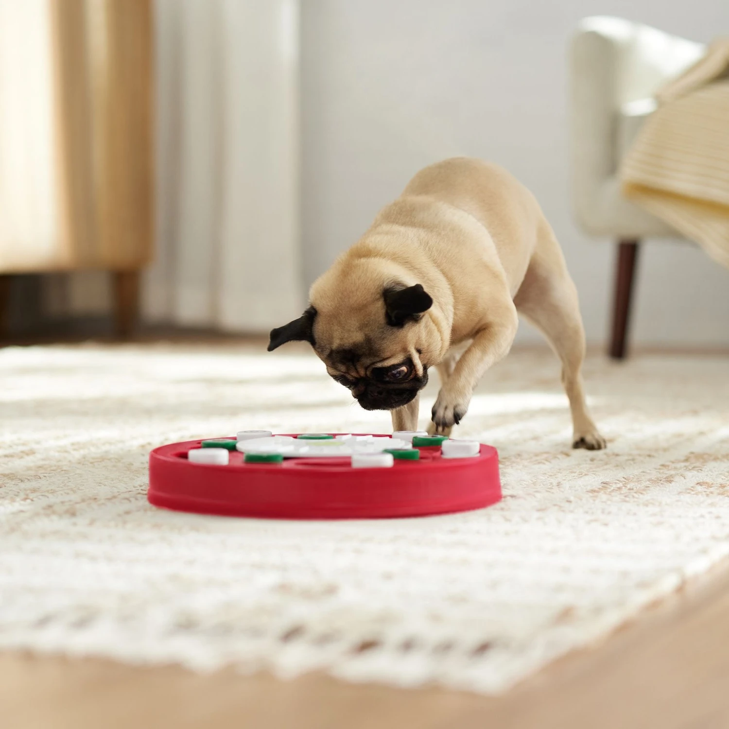 Frisco Bento Interactive Puzzle Dog Toy, Moderate 7 Frisco Bento Interactive Puzzle Dog Toy, Moderate - Image 6