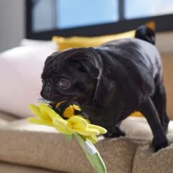 Frisco Spring Sunflower Plush Squeaky Dog Toy 10 Frisco Spring Sunflower Plush Squeaky Dog Toy -Chewy 546766 PT4. AC SS1800 V1702500565