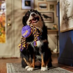 Frisco Halloween Magical Spider Plush With Rope Squeaky Dog Toy -Chewy 668310 PT3. AC SS1800 V1690571954