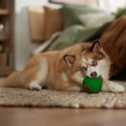 Frisco Holiday Fetch Squeaky Tennis Ball With Rubber Sleeve Dog Toy -Chewy 739686 PT3. AC SS1800 V1694812401